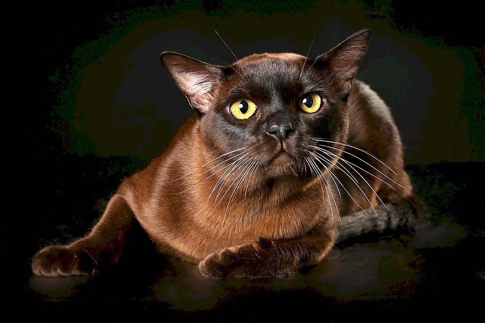 Burmese cat