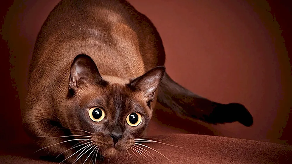 Burmese cat breed