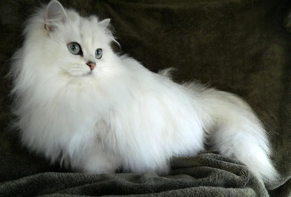 British long-haired chinchilla