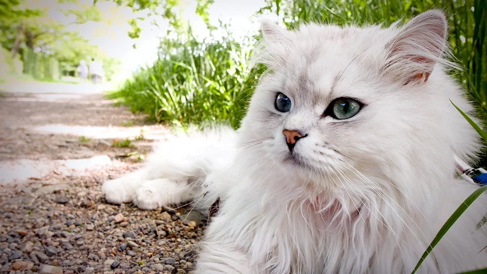 Persian chinchilla cat