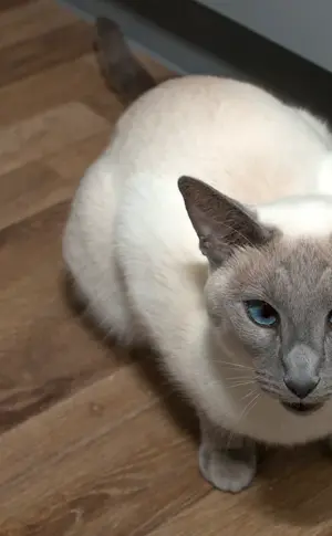 Burmilla and Siamese