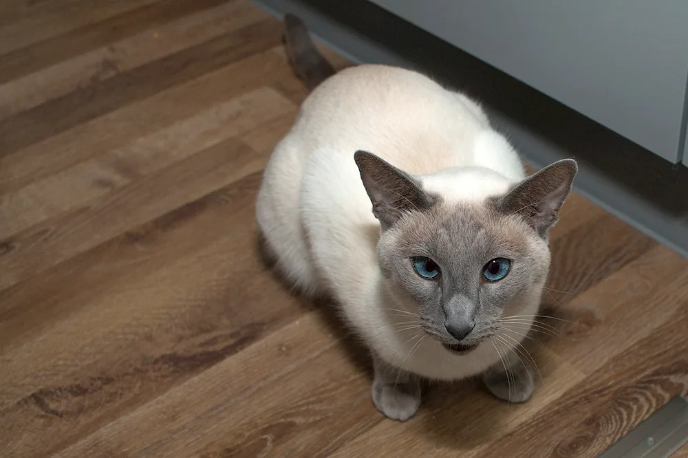 Burmilla and Siamese