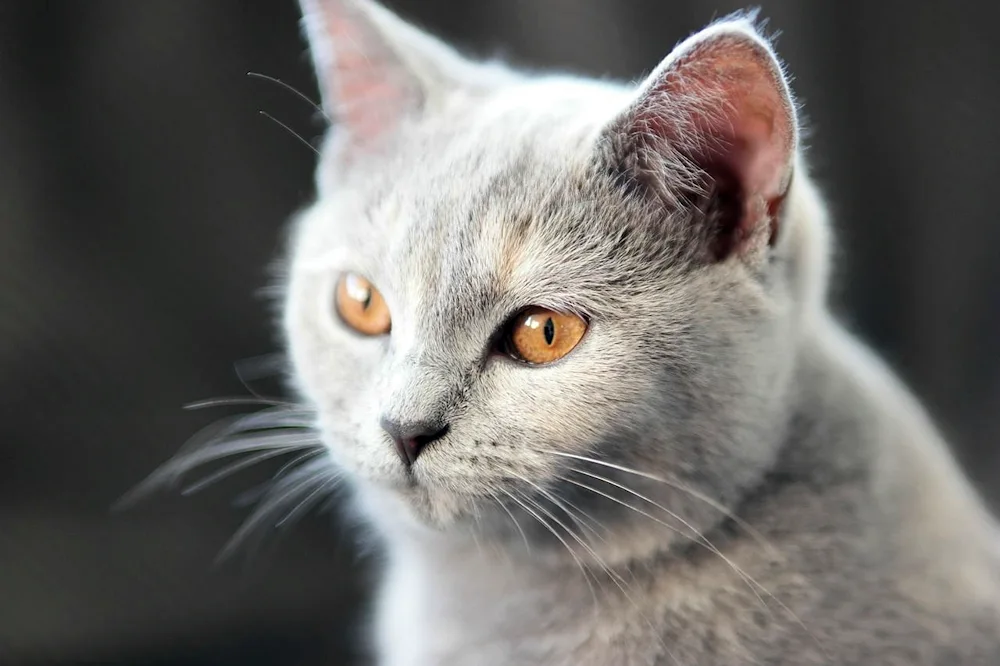 Burmilla shorthair cat