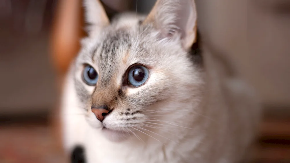 Burmilla Shorthair Blue-eyed cat breed Ochos Azules