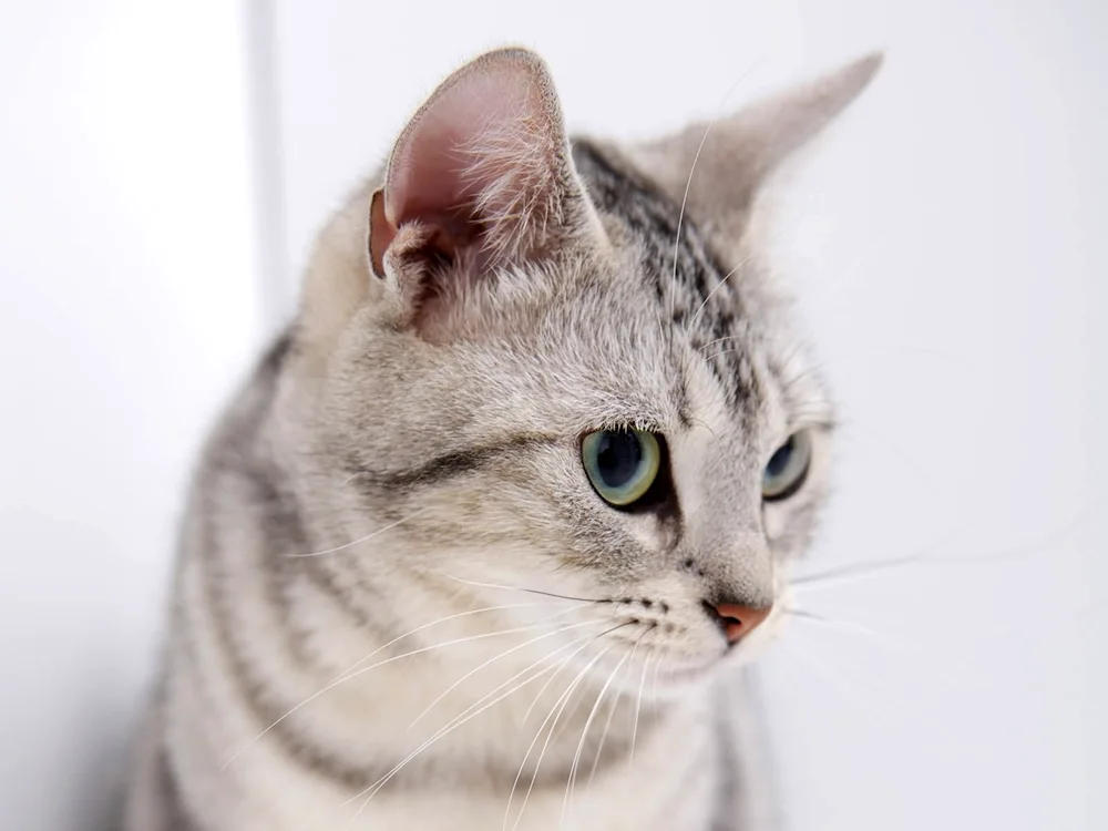 European shorthair cat