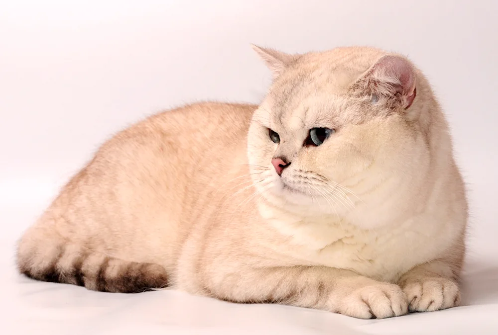 British Golden chinchilla lop