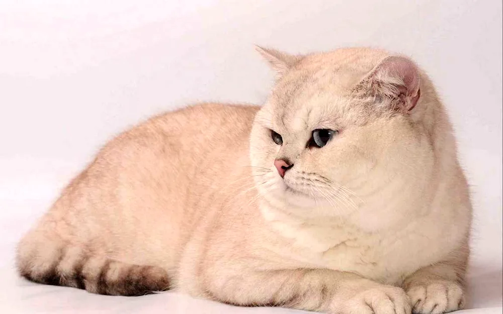 British chinchilla cat