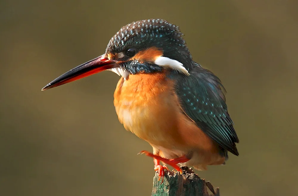 Beaked Snipe