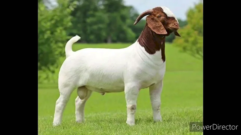 Burian goat breed