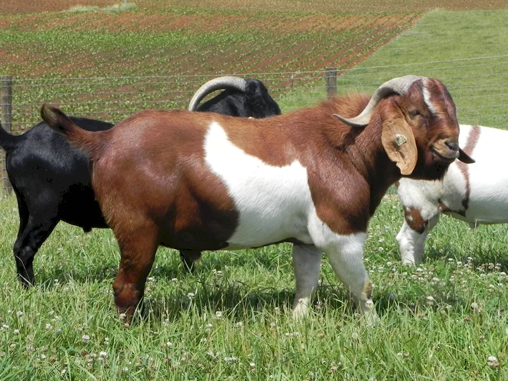 Burian goat breed