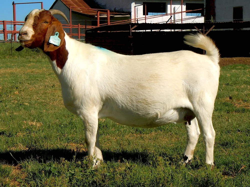 Burian goat breed