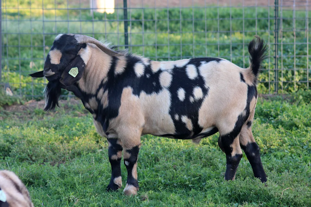 Burian goat breed