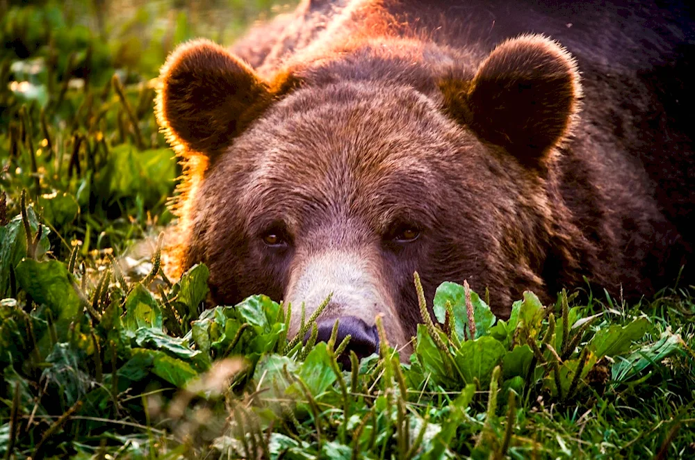 Brown Bear