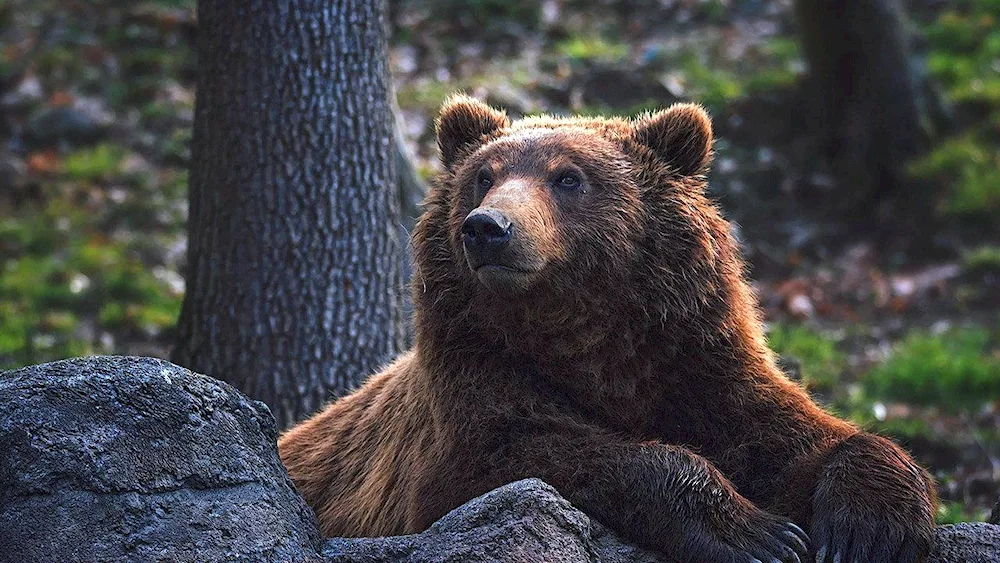 Brown Bear