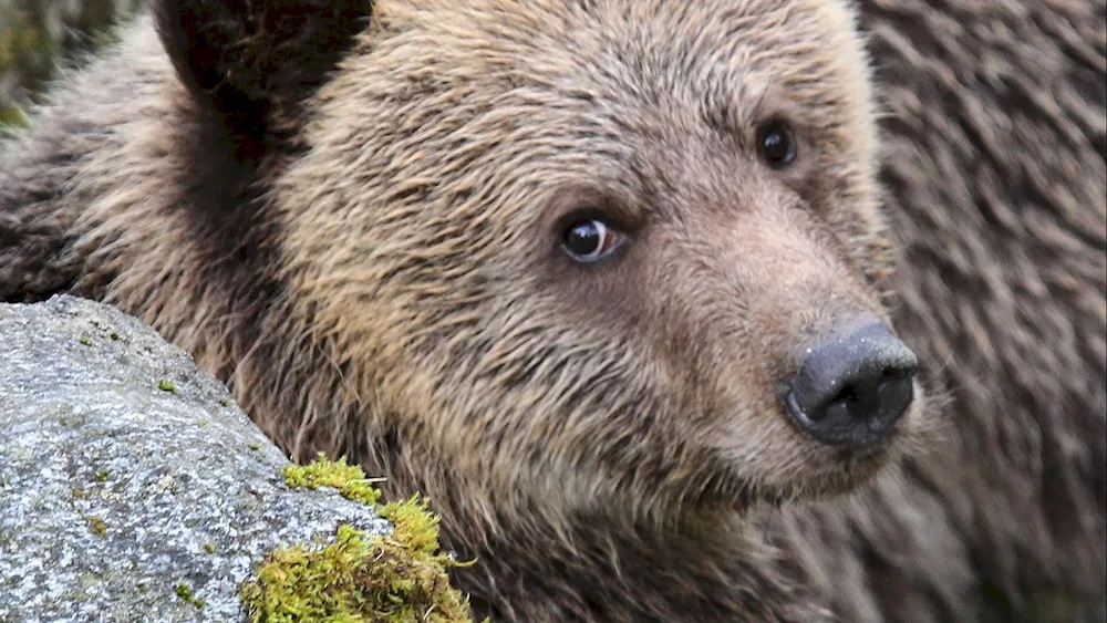 Grizzly bear