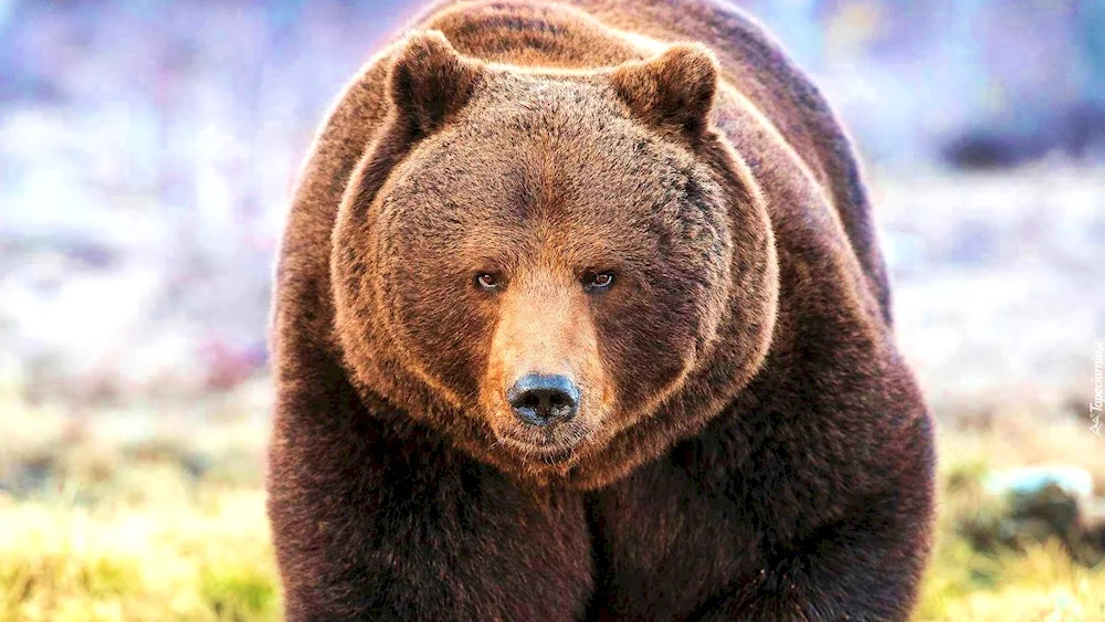 Brown bear