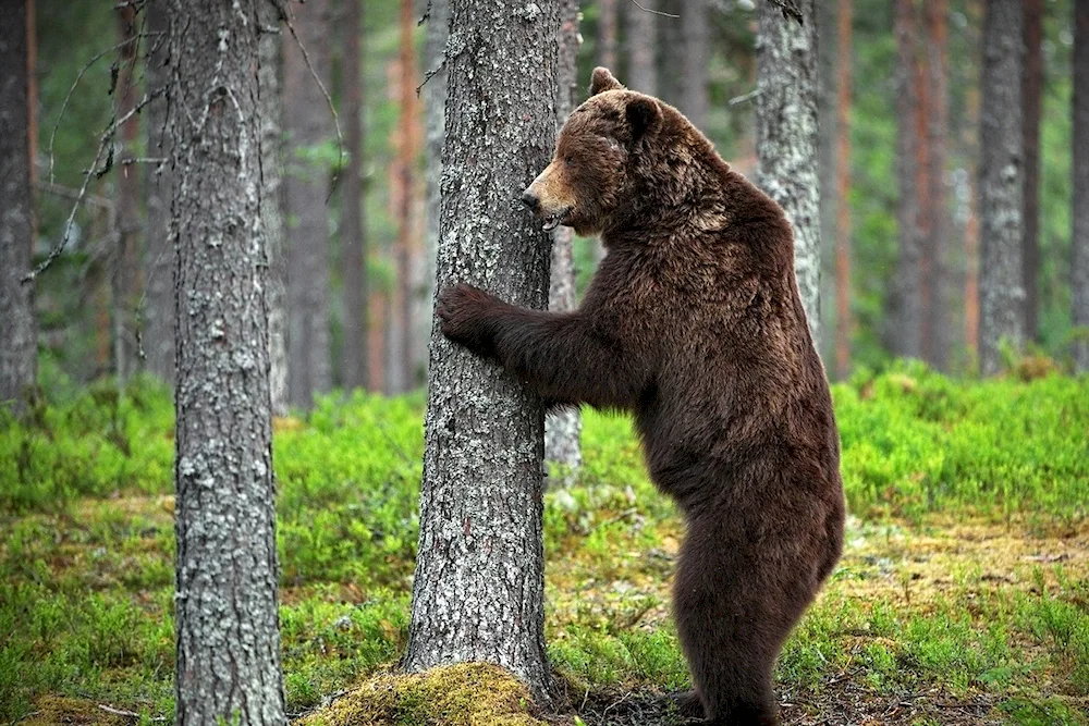 Brown bear