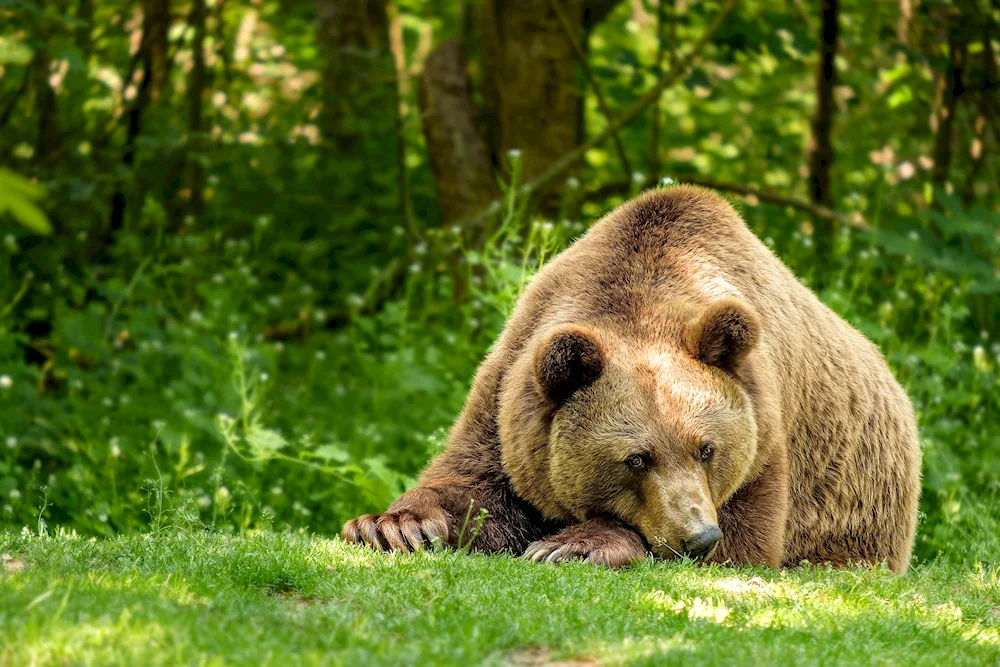 Baribal bear