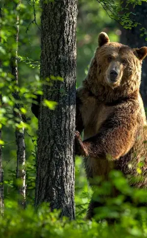 Brown bear Amur region