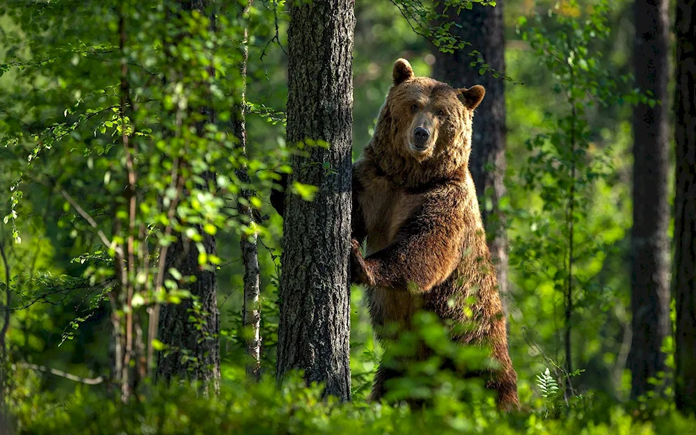 Brown bear Amur region