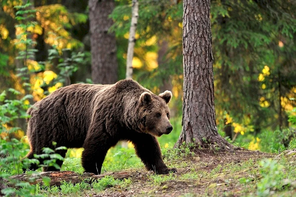 Brown bear of Bashkortostan