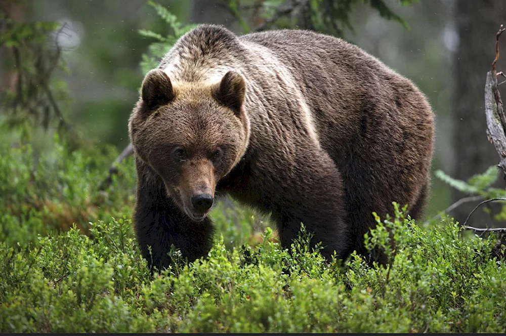 Brown bear of the Far East