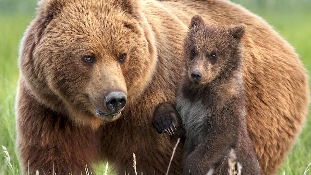 Brown bear South Ural