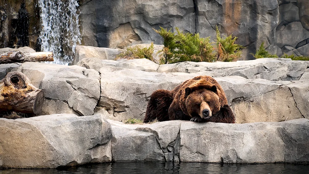 Brown Bear Kadiak