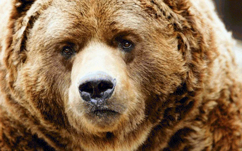 Kadiak Brown Bear