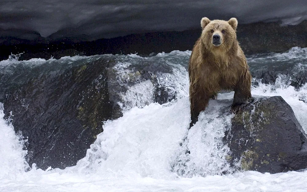 Putin on a Bear