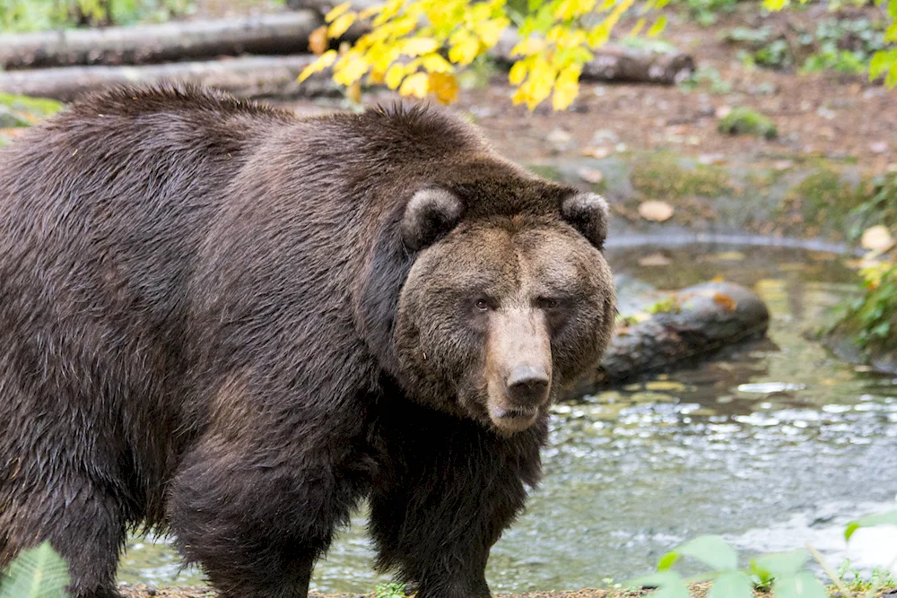 Brown Bear Kemerovo region