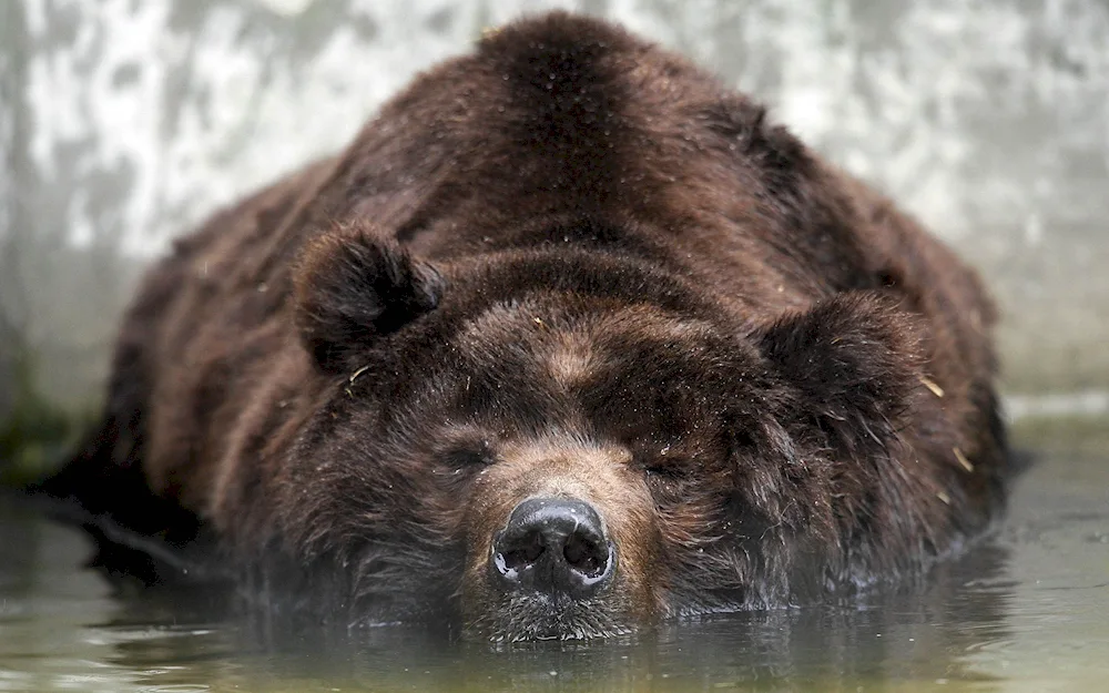 Grizzly bear