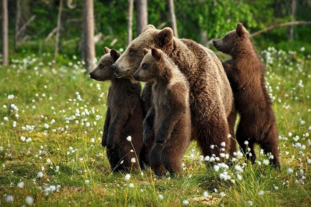 Brown Bear of the Novosibirsk region