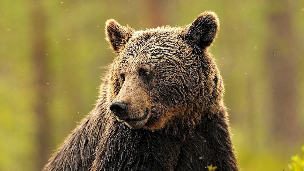 Grizzly bear