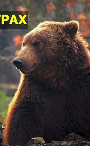 Brown Bear Russia