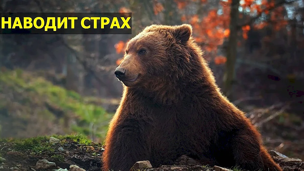 Brown Bear Russia