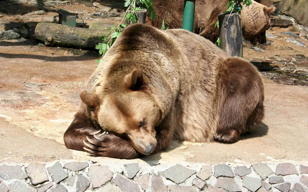 Brown Bear Rostov Zoo