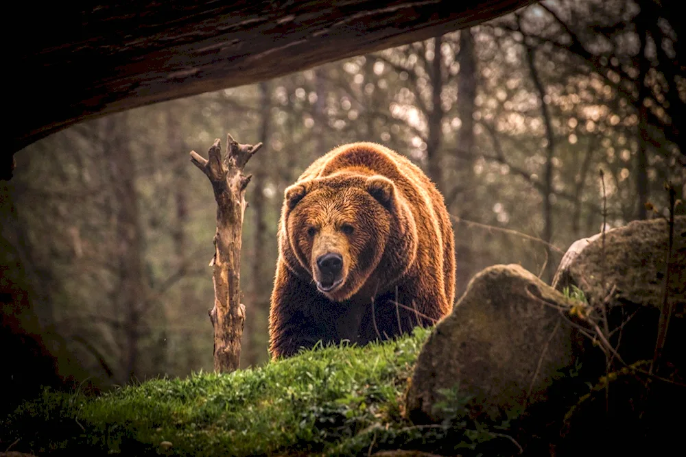 Brown bear growling in the taiga