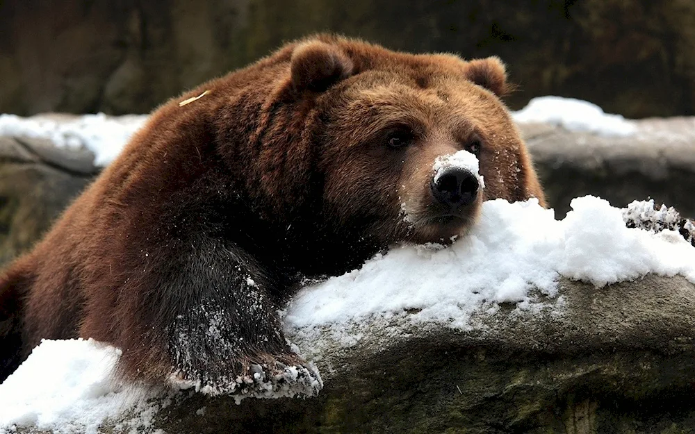 Brown Bear Sikhote Alin