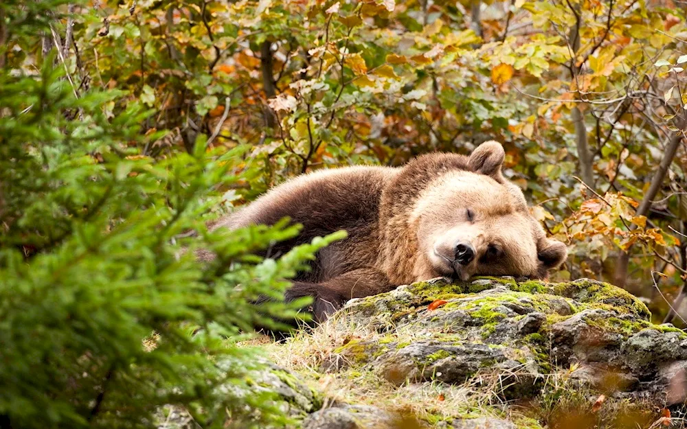 Albino bear