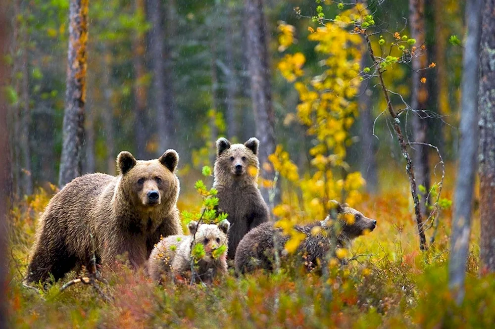 Brown bear Taganai