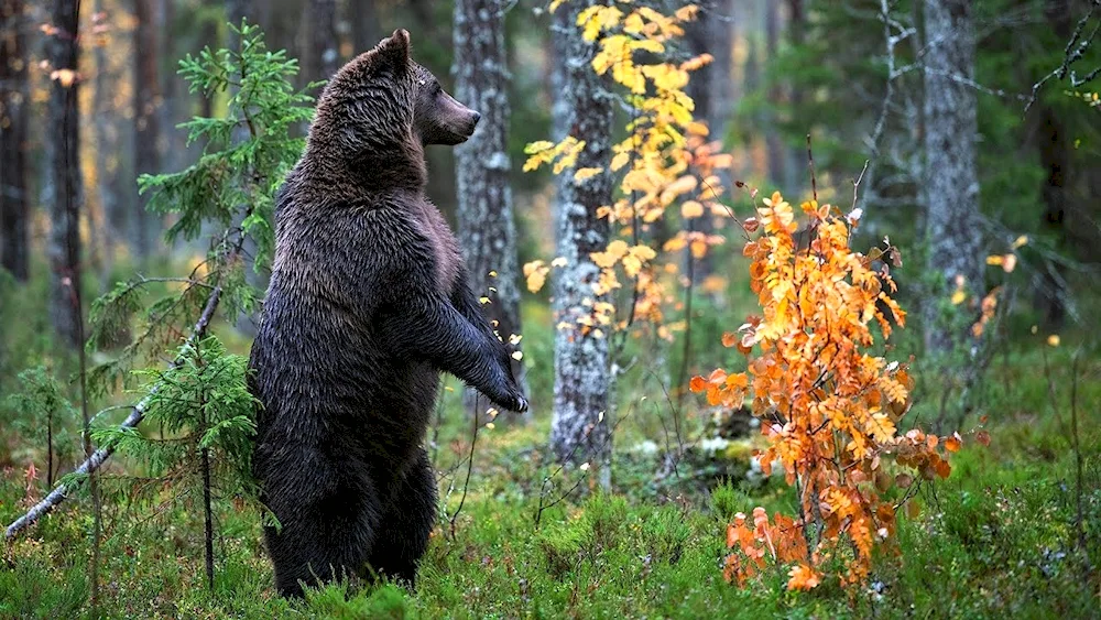 Brown Bear Taganai