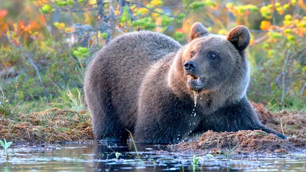 Brown bear Ussuri Taiga