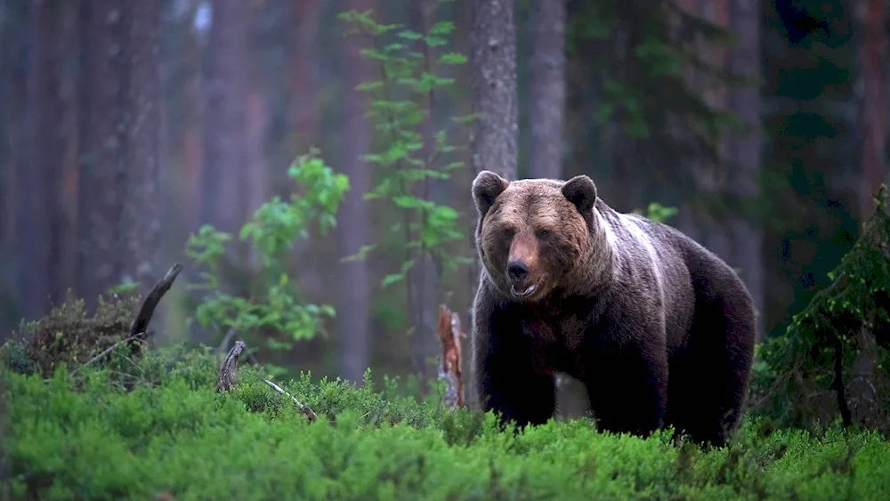 Brown bear in the Ussuri taiga