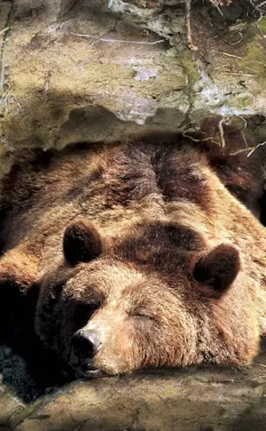 Brown bear in a den