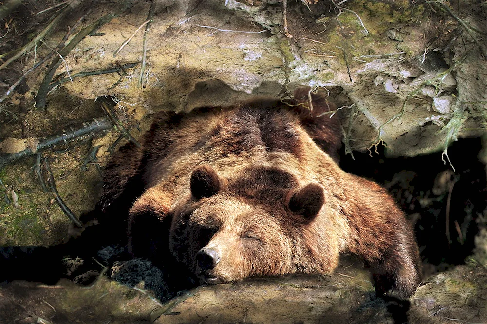 Brown bear in a den