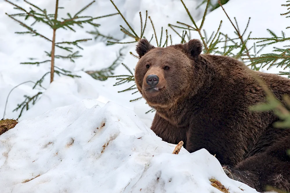 Brown bear in a den in winter