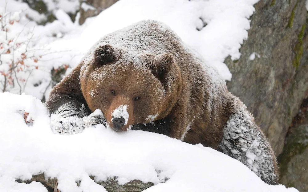 White bear polar bear den