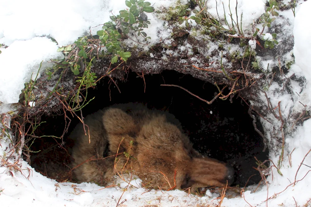 Bear in winter