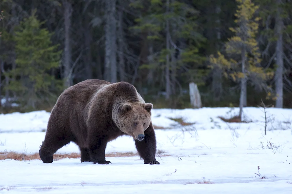 Brown Bear in Yakutia